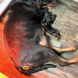 Girl 1 - Black and mahogany Rottweiler puppy in Delta, Pennsylvania from Von Hause Hushon Rottweilers