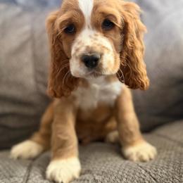 Yoshi blue male - Red male Cocker Spaniel puppy in Howe, Indiana from A&J Kennel