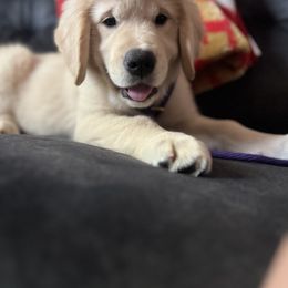 Golden Retriever Puppies from Bear State Golden Retrievers