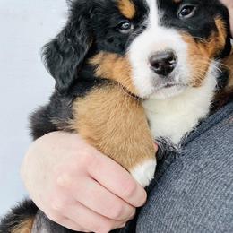 Bernese Mountain Dog Puppies from Purple Sage Puppies Bernese Mountain Dogs
