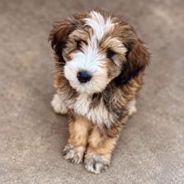 Wolfie - Tri-color male Bernedoodle puppy in Springville, Utah from Oodles of Bernedoodles