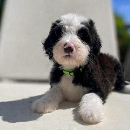 Clover - Brown and white female Sheepadoodle puppy in Rocky Point, North Carolina from CelticDoods