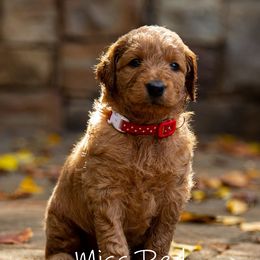 Golden Retriever and Goldendoodle Puppies from Golden Honey