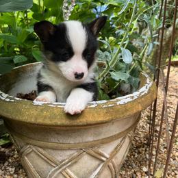 Bruno - Black and tan male Pembroke Welsh Corgi puppy in Birmingham, Alabama from Dalton Family Corgis