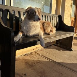 Rocky - Australian Shepherd