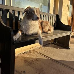 Rocky - Australian Shepherd