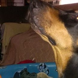 Doberman Pinschers from Terrylane Dobermans