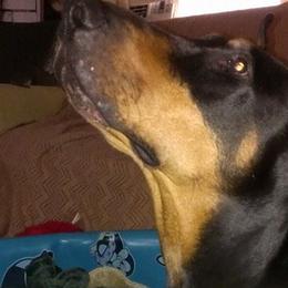 Doberman Pinschers from Terrylane Dobermans