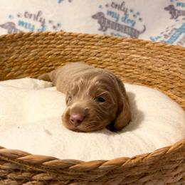 Simon - Fawn (Isabella) male Dachshund puppy in Sterling, Colorado from Sterling Miniature Dachshunds