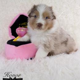 Honor - Red merle male Australian Shepherd puppy in Jonesborough, Tennessee from Lotus Australian Shepherds