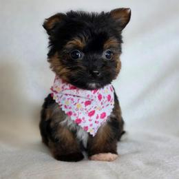 MJ Olive's Girl - Black and tan female Yorkshire Terrier puppy in Aiken, South Carolina from Sio's Yorkies