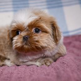 Theodore - Gold and white male Shih Tzu puppy in Montrose, Colorado from Nana's Happy Pups