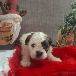 Girl 1 - Black and white female Shih Tzu puppy in Montrose, Colorado from Gnomies Furry Friends