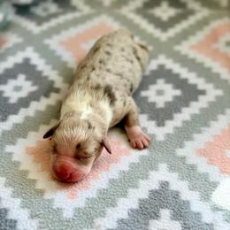 Foxglove - Red merle male Australian Shepherd puppy in Clover, South Carolina from Jo’s Aussies