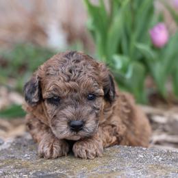 Olivia - Merle female Whoodle puppy in West Bend, Iowa from Blue Skies Terriers