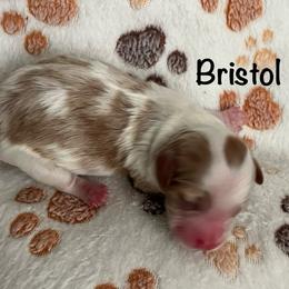 Bristol - Tri-color female Cavapoo puppy in Cedar City, Utah from Pearson's Poodles