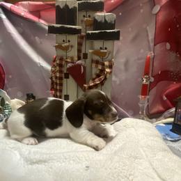 MILO - Piebald male Dachshund puppy in Elizabethtown, Kentucky from Teeny Tiny Puppy Tails