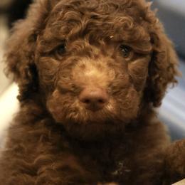 Fudge - Brown merle male Aussiedoodle puppy in Vallejo, California from Well Rooted Doodles