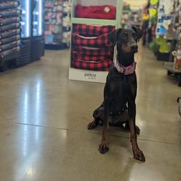 Sundae - Black and rust female Doberman Pinscher puppy in Redford, Michigan from Warsong Dobermann