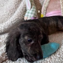Light blue - Sable female Dachshund puppy in Waukegan, Illinois from Rolling and Howling Basset Hounds and Dachshunds