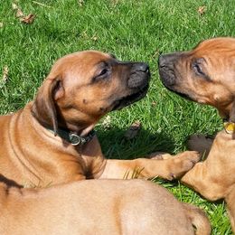 Rhodesian Ridgeback Puppies from Lower Ridge Farm