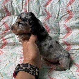 Bristol - Dapple female Dachshund puppy in Lincoln, Arkansas from Red Dirt Dachshunds