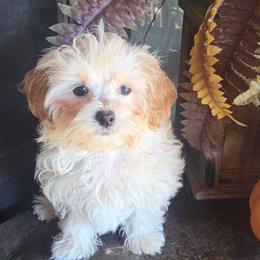 Roxy - Cream female Maltipoo puppy in Lebanon, Kentucky from Mosaic Merle Doodles