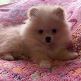 Girl 2 (Red for breeder's use only) - Cream parti female Pomeranian puppy in Lookout, West Virginia from Ashley Miller's Pomeranians