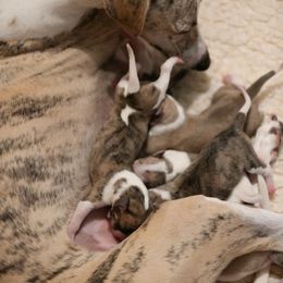 Whippet Puppies from Winstar Whippets