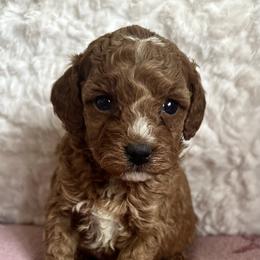 Winnie - Red female Cavapoo puppy in Camden, Michigan from Pawfect Companions