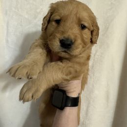Golden Retriever Puppies from O’Shields Golden Paws