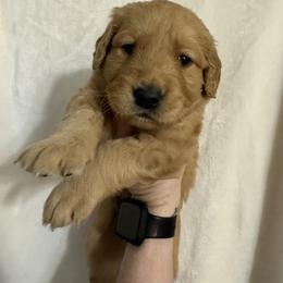 Golden Retriever Puppies from O’Shields Golden Paws