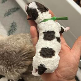 Chance - Parti male Goldendoodle puppy in Holly Springs, Georgia from Libby Lou’s Goldendoodles