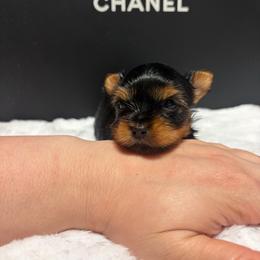 Heath - Black and tan male Yorkshire Terrier puppy in Illinois from Pretty Little Yorkies