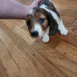 Sable - Dapple female Dachshund puppy in Americus, Georgia from Daily Sausage Kennels