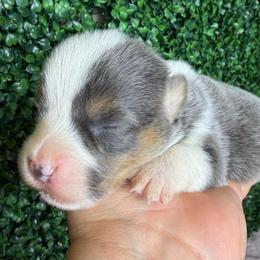 Male bluie - Blue male Pembroke Welsh Corgi puppy in Glendale, Arizona from CorgiholicsAz