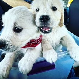Golden Retriever Puppies from Freedom Retrievers