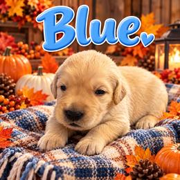 MALE- your puppy will be temperament matched to you - Light golden male Golden Retriever puppy in Yuba City, California from Family Loved Golden Retrievers
