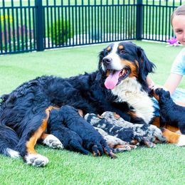 Bernedoodles from Central Illinois Doodles