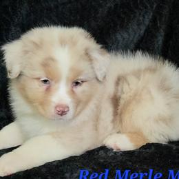 Red Merle M 1 - Red merle male Australian Shepherd puppy in Browerville, Minnesota from Rustic River Ranch Aussies