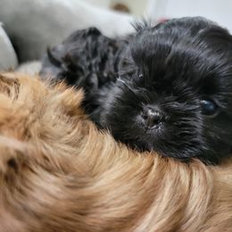 Shih Tzu Puppies from Chimera Shih Tzu