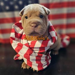Chinese Shar-Pei Puppies from Zoey's Waggly Tails