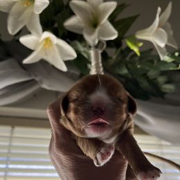 Cavalier King Charles Spaniel Puppies from Cuddly King Charles