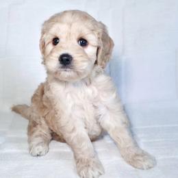 Green Boy - Cream male Goldendoodle puppy in Rochester, New York from Sandy Creek Doodles