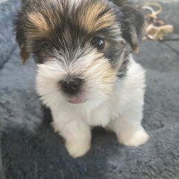 Boy 1 - Parti male Yorkshire Terrier puppy in Rock Hill, South Carolina from Teddy Bear Yorkies