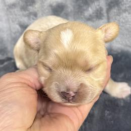 Cavalier King Charles Spaniels, Cavapoos, Cavatzus, Miniature Pinschers, Miniature Schnauzers, Shihpoos, Shih Tzus, and Shorkies from Boggy Depot Cavaliers & Friends