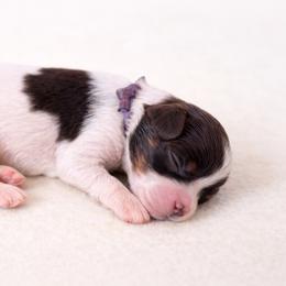 Cinnamon - Chocolate female Cavapoo puppy in Beech Island, South Carolina from New Moon Farm Canines