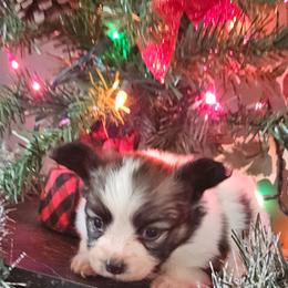 Boy 1 - White and sable male Papillon puppy in Lineville, Alabama from TimberLane Papillon's