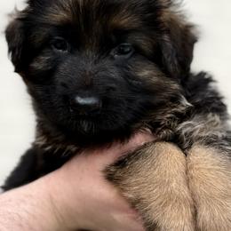Rex - Black and red male German Shepherd puppy in Johnstown, Ohio from Vom Haus Neufus