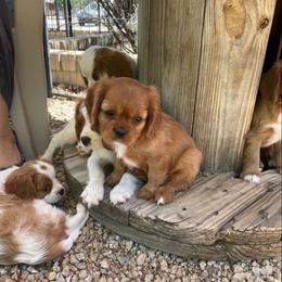 Mia - Ruby female Cavalier King Charles Spaniel puppy in Phoenix, Arizona from Royal Desert Cavaliers